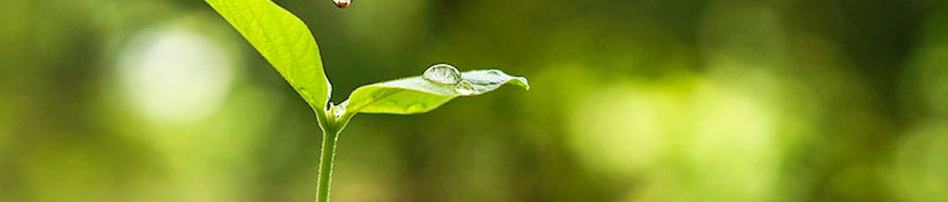 Could Low-Carbon Production Be the Answer to Global Climate Change?