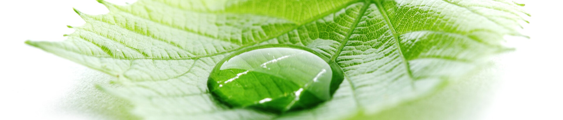 The Connection Between Textiles and Biomimicry: A Fabric Revolution Inspired by Nature
