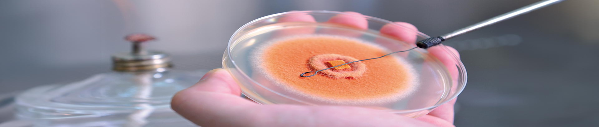 New Bellus: Fermentation Science, The Source of Health