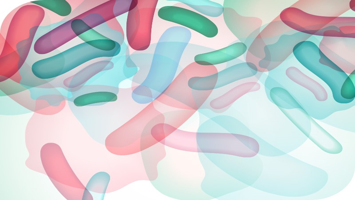 New Bellus: Fermentation Science, The Source of Health