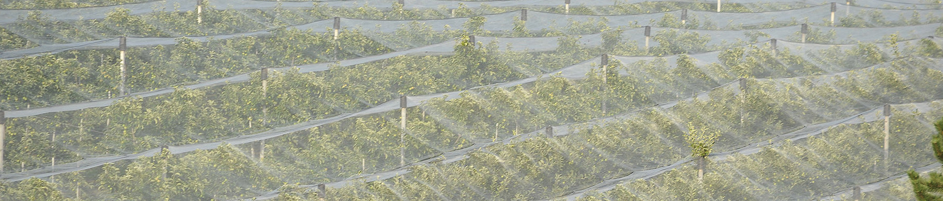 The Characteristics of Non-Woven Fabric and Its Uses in Agriculture