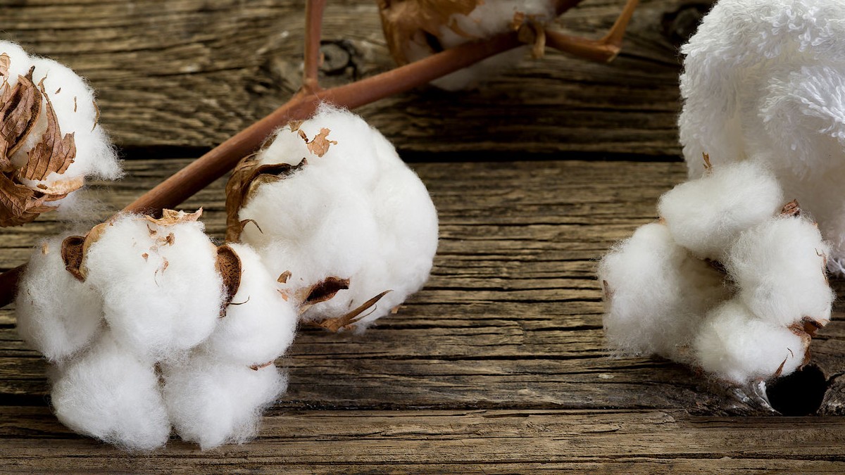 The Birth of a Fabric: The Science and Craft of Textiles