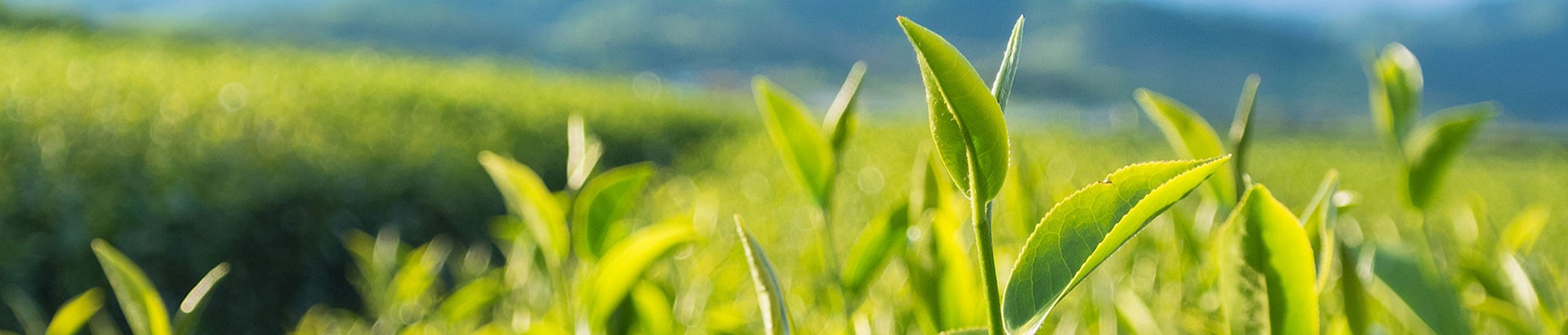 Global Tea Beverage Market Overview and Growth Trends
