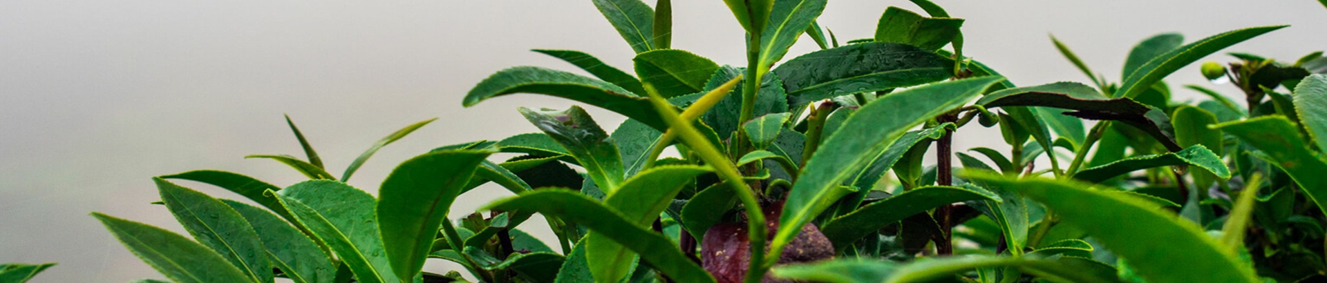 From fields to gardens, Aquahung cares for your green life together